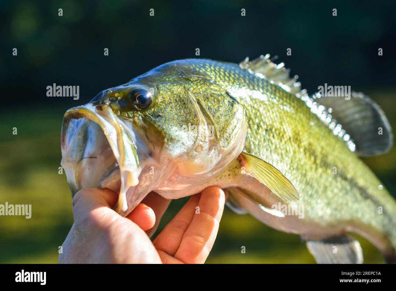 Buzzbait（拖拉机）的起步秘诀：别等它沉下去再摇轮