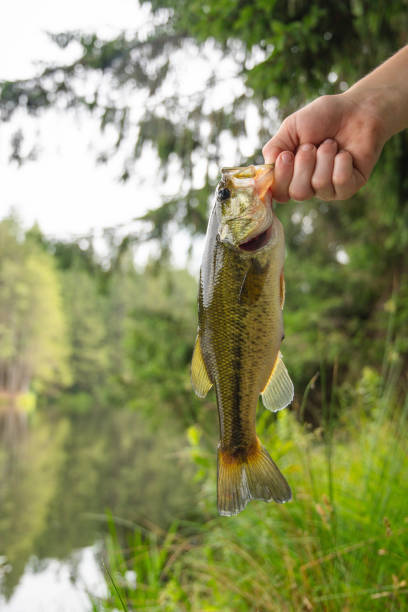 Drop Shot（倒钓）的终极细节：别再像帕金森一样狂抖你的竿尖了