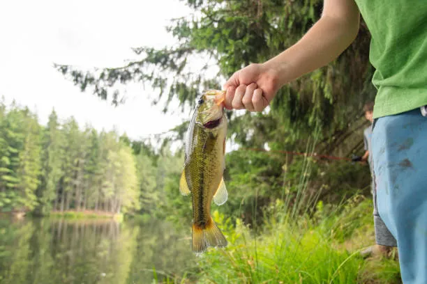 为什么你总觉得水下没有鱼？破解声呐（Sonar）上的盲区