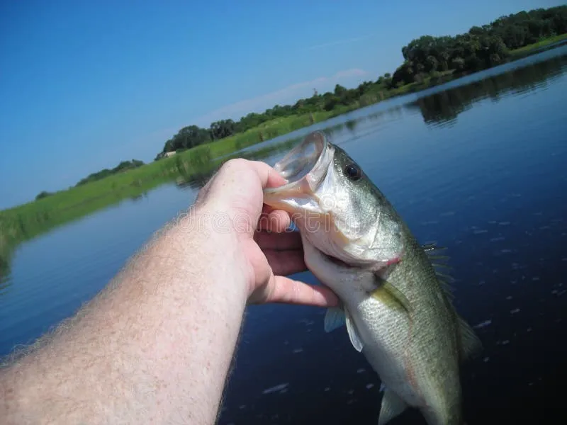 Why You Keep Losing Fish on Lipless Crankbaits