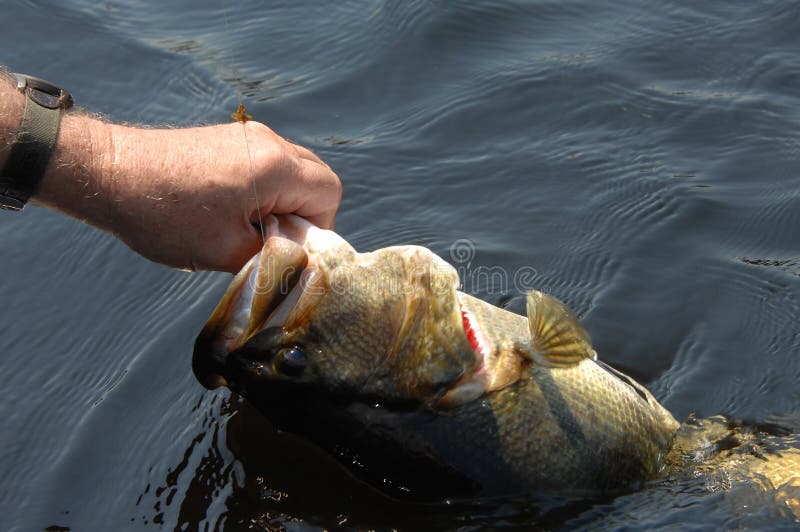 The Buzzbait Mod: Why You Should Rip Off the Skirt and Add a Toad