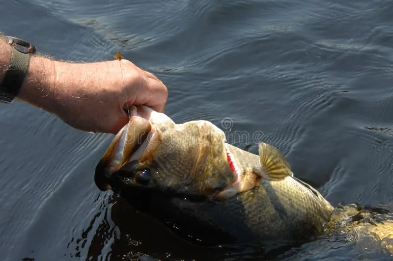 The Buzzbait Mod: Why You Should Rip Off the Skirt and Add a Toad