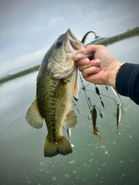 The Feathered Treble Hook: Why Your Topwater Bait Needs a Tail