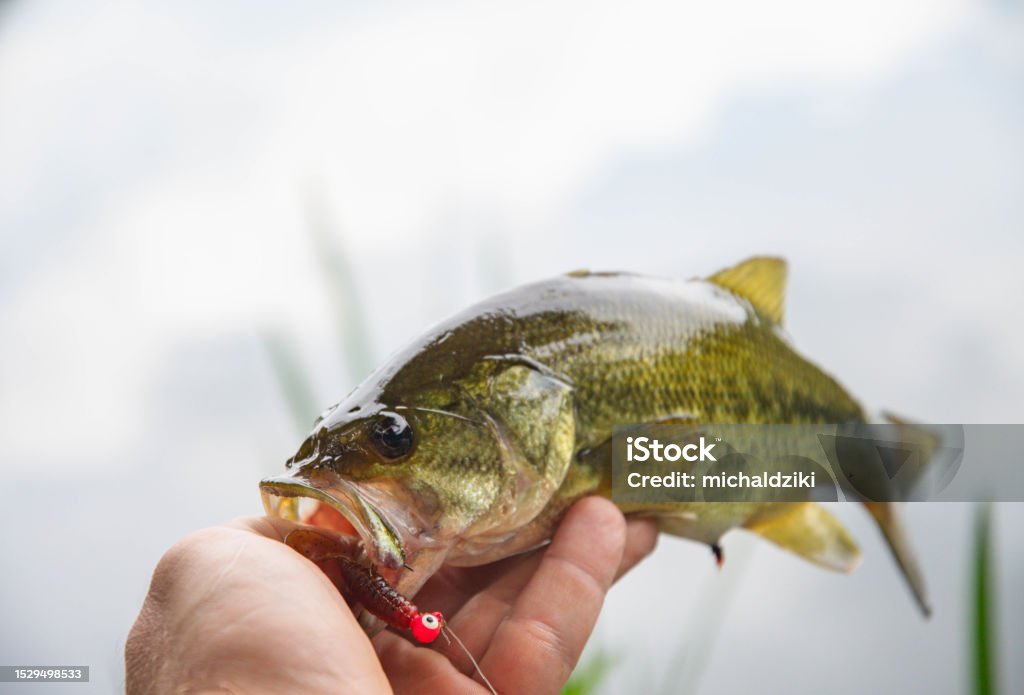 Braid vs. Fluorocarbon: Stop Losing Bass to the Wrong Line